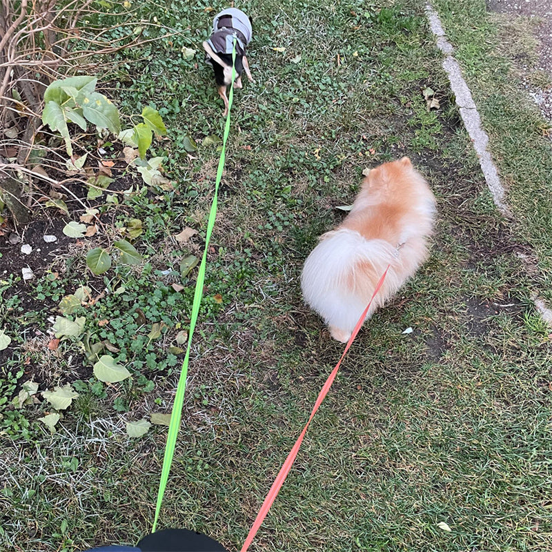 Retractable Dual Dog Leash with Lights