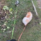 Retractable Dual Dog Leash with Lights